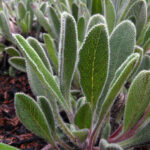 Salvia sonomensis 'Hobbit Toes' - Sonoma sage