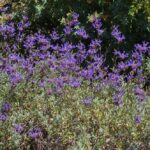 Salvia clevelandii 'Winnifred Gilman' - fragrant sage