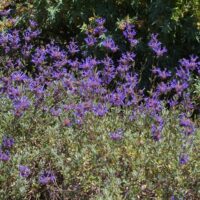 Salvia clevelandii ‘Winnifred Gilman’
