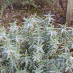 Salvia leucophylla 'Figueroa' - purple sage
