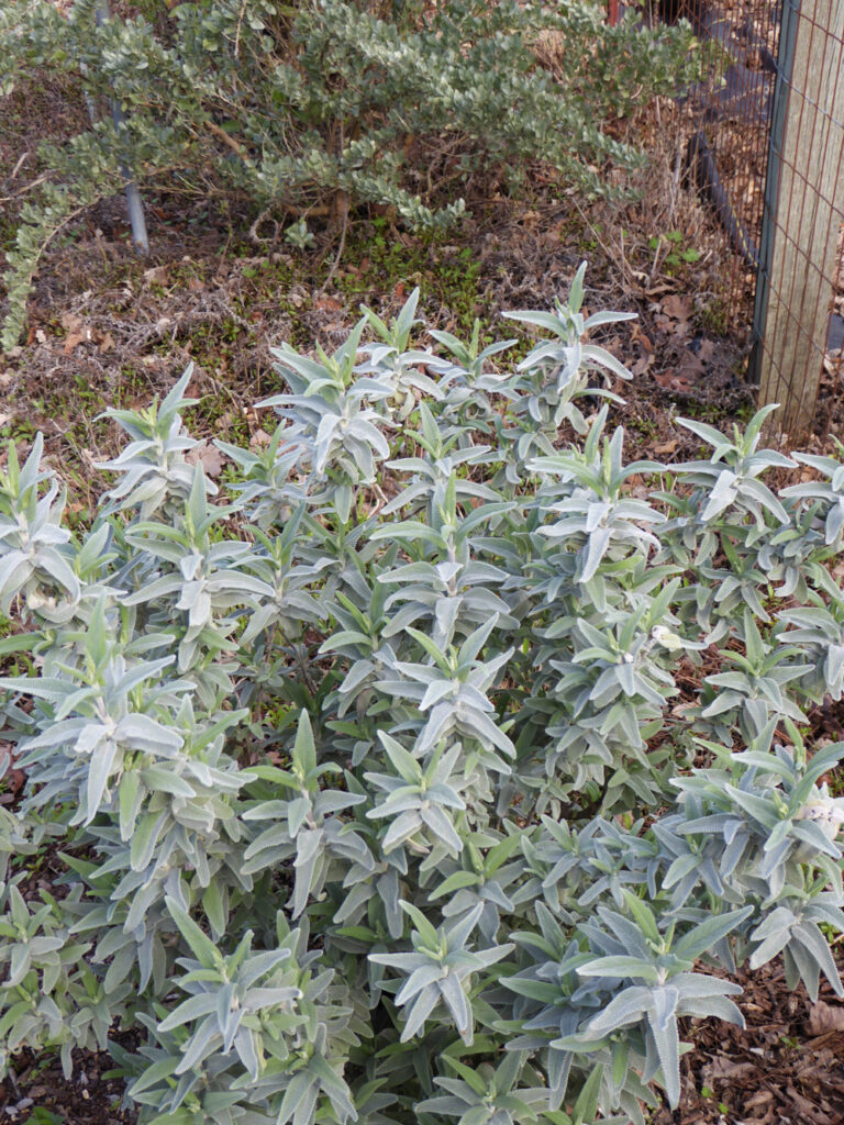 Salvia leucophylla 'Figueroa' - purple sage