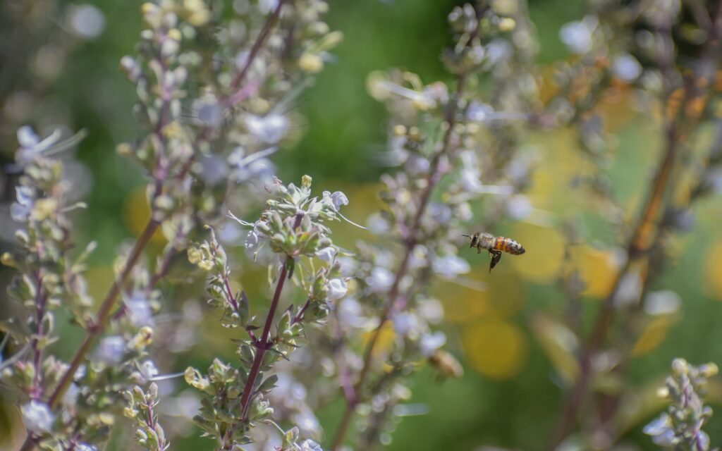 Salvia apiana - white sage