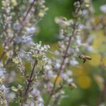 Salvia apiana - white sage