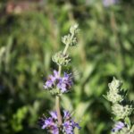 Salvia 'Bee's Bliss' - sage