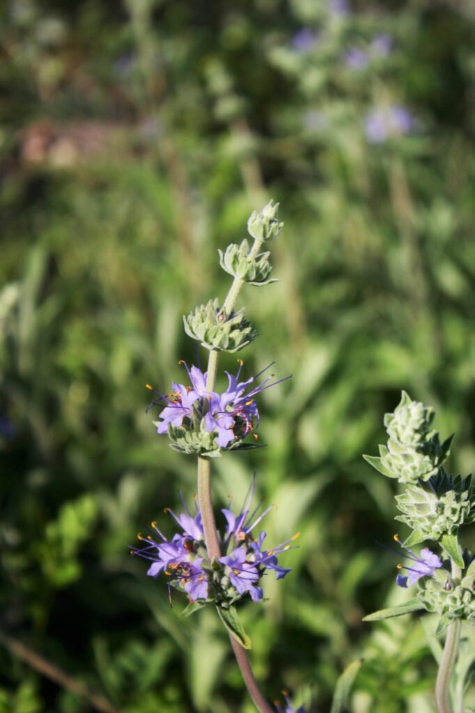 Salvia 'Bee's Bliss' - sage