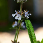 Salvia brandegeei - Brandegee sage