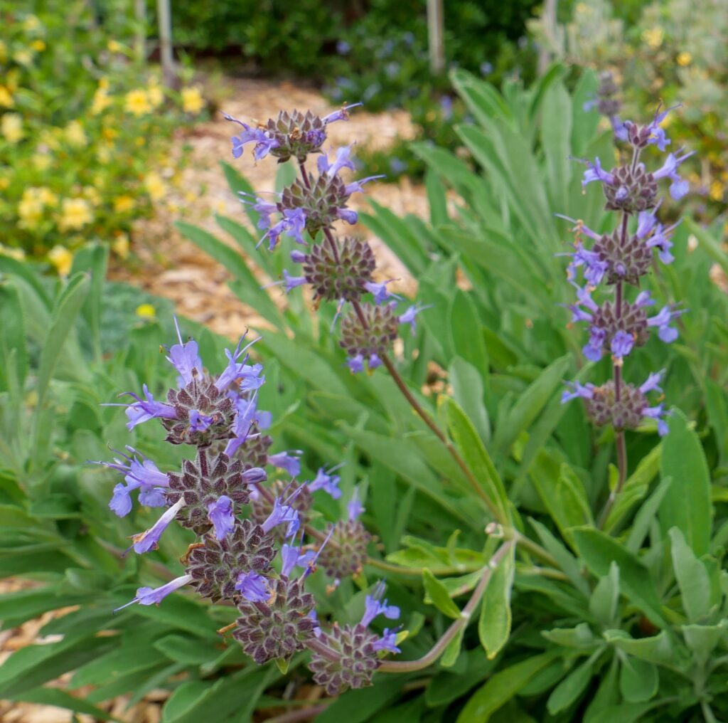 Salvia x 'Dara's Choice' - sage