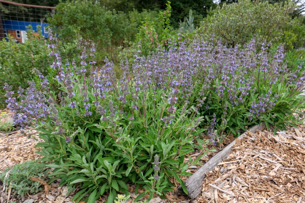 Salvia x 'Dara's Choice' - sage