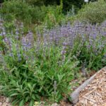 Salvia x 'Dara's Choice' - sage