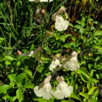 Salvia microphylla ‘Heatwave Glimmer’