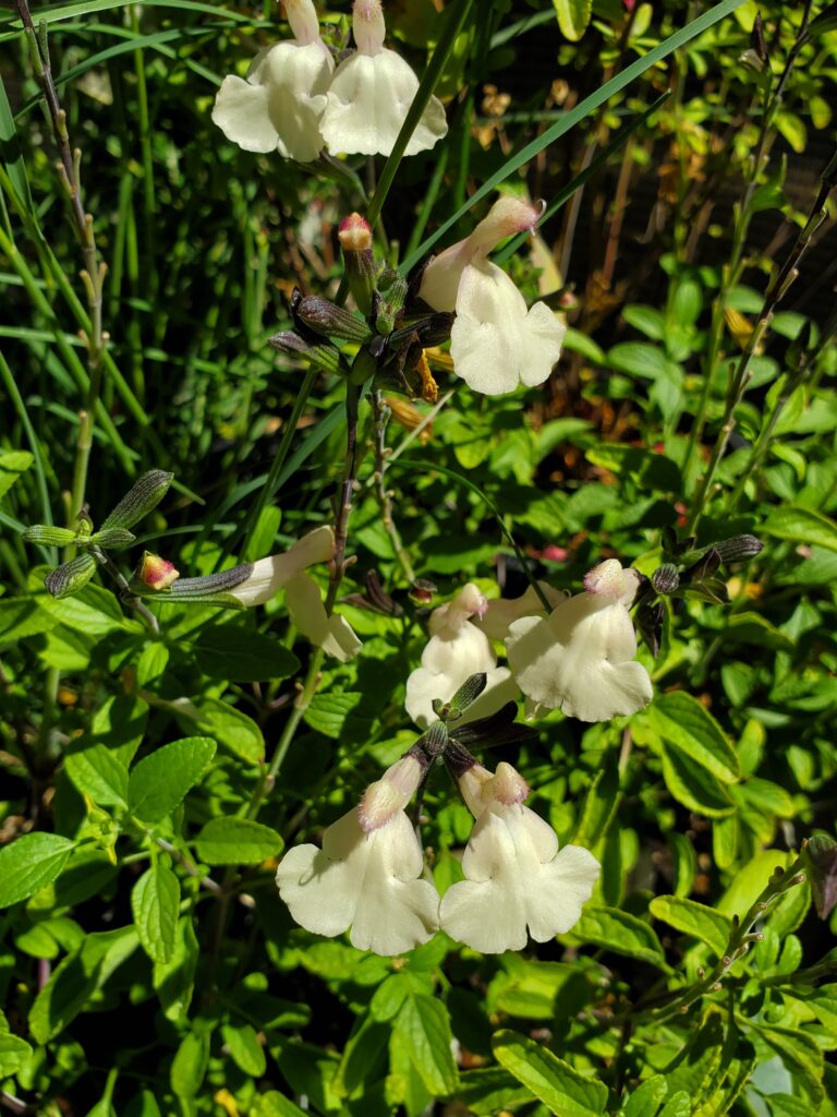 Salvia microphylla 'Heatwave Glimmer' - sage