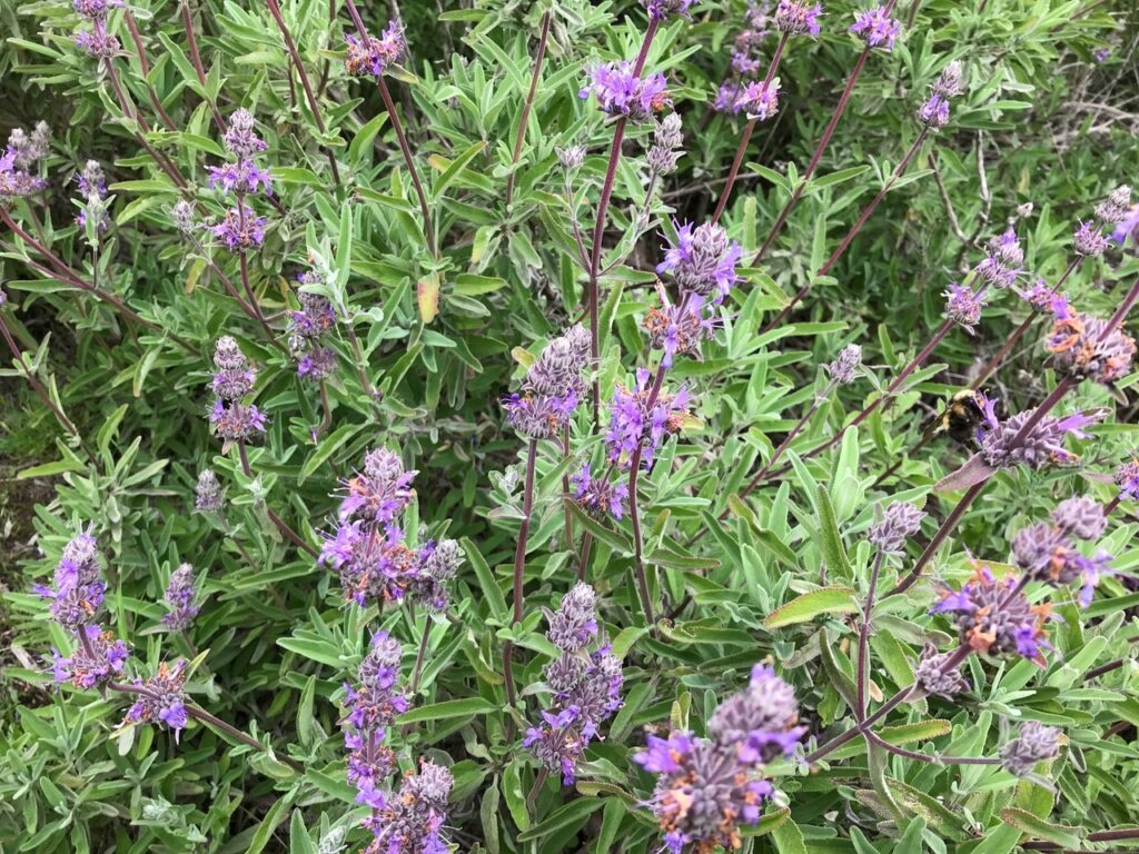 Salvia clevelandii x 'Kaleidoscope' - sage