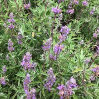 Salvia clevelandii x ‘Kaleidoscope’