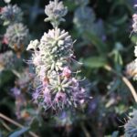Salvia leucophylla 'Figueroa' - purple sage