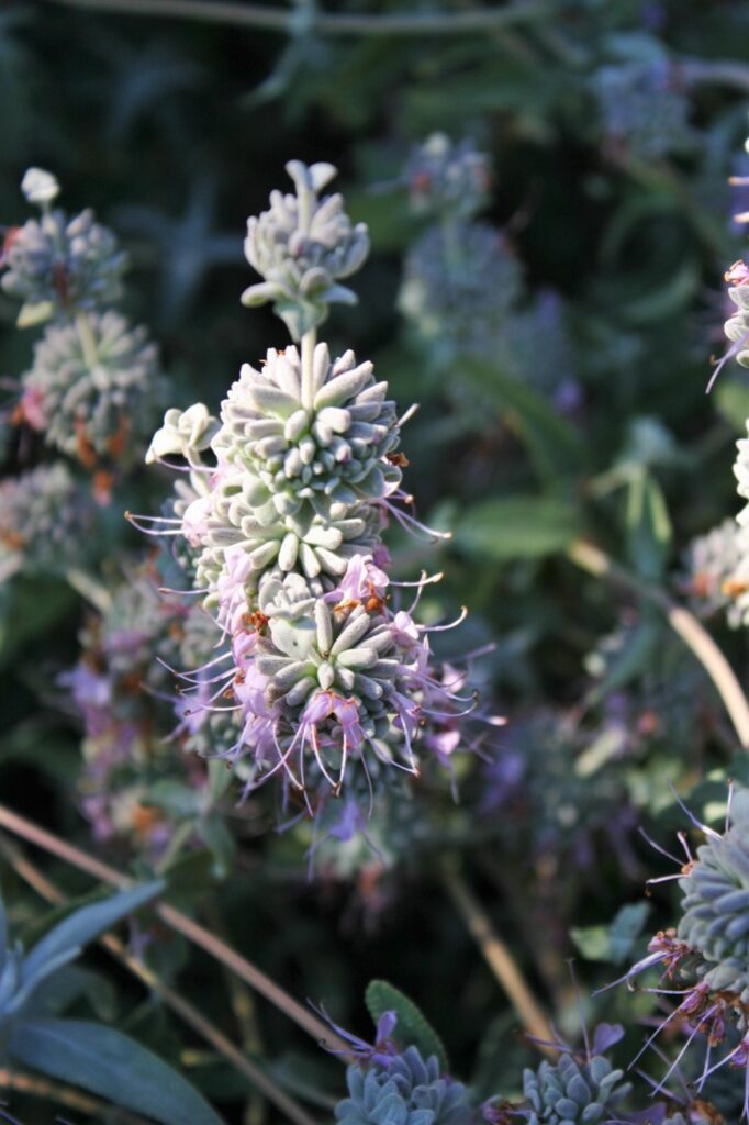 Salvia leucophylla 'Figueroa' - purple sage