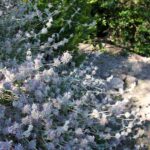 Salvia leucophylla 'Figueroa' - purple sage