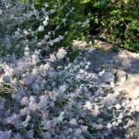Salvia leucophylla ‘Figueroa’