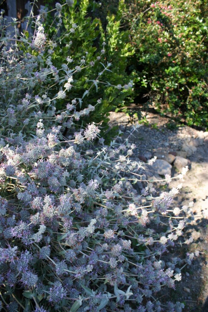 Salvia leucophylla 'Figueroa' - purple sage