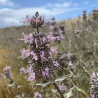 Salvia leucophylla