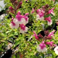 Salvia greggii ‘Mirage Rose Bicolor’