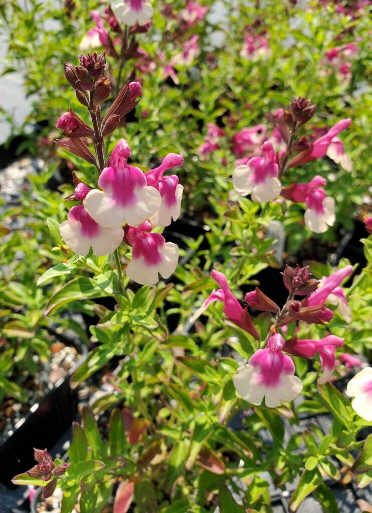 Salvia greggii 'Mirage Rose Bicolor' - sage