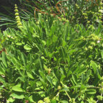 Salvia sonomensis 'John Farmar-Bowers' - white-flowered Sonoma sage