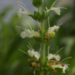 Salvia sonomensis 'John Farmar-Bowers' - white-flowered Sonoma sage