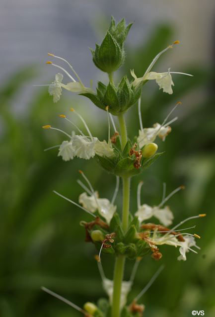 Salvia sonomensis 'John Farmar-Bowers' - white-flowered Sonoma sage