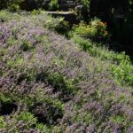 Salvia sonomensis - Sonoma sage
