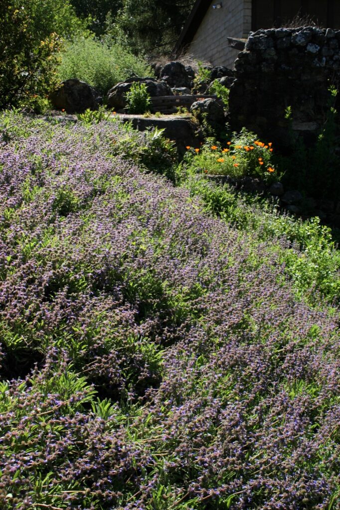 Salvia sonomensis - Sonoma sage