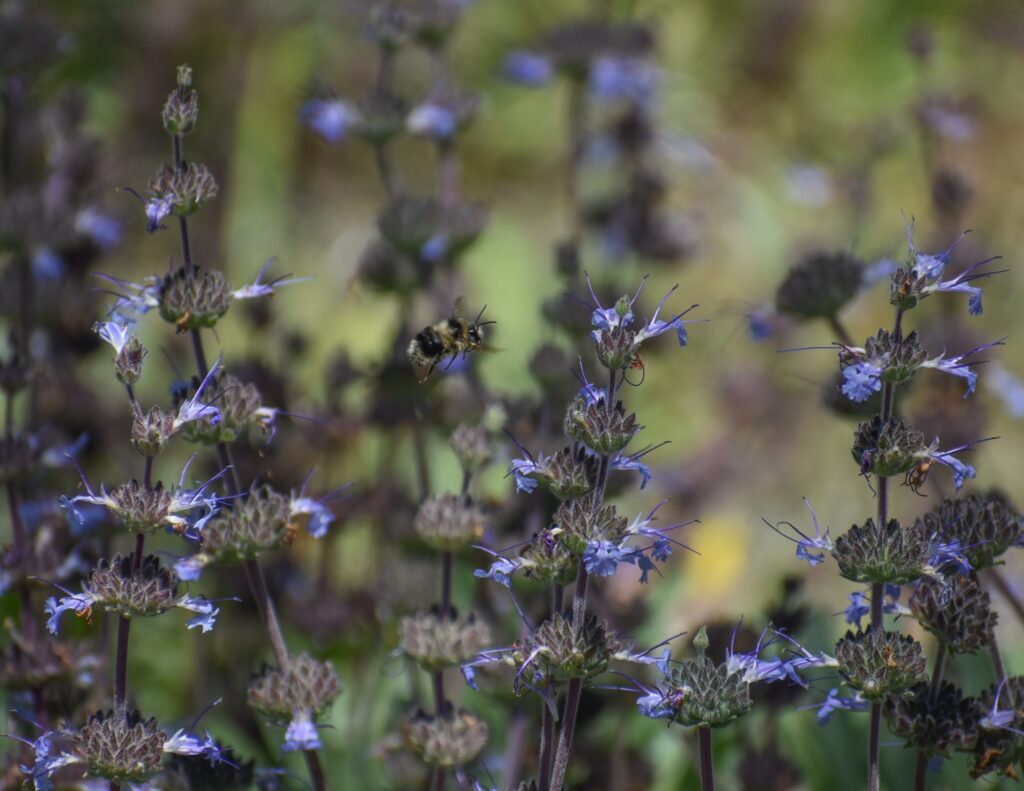 Salvia sonomensis - Sonoma sage
