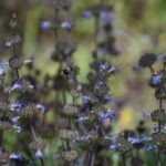 Salvia sonomensis - Sonoma sage
