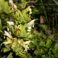Salvia spathacea ‘Avis Keedy’