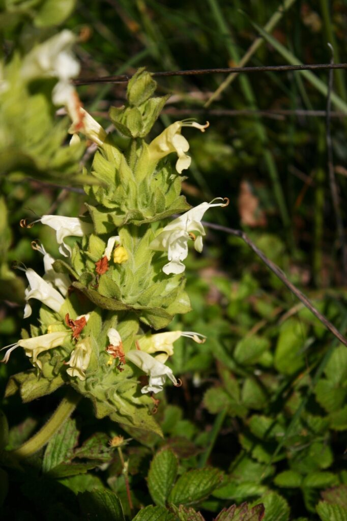 Salvia spathacea 'Avis Keedy' - yellow-flowered hummingbird sage