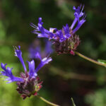 Salvia clevelandii 'Winnifred Gilman' - fragrant sage