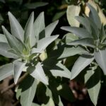 Salvia apiana - white sage
