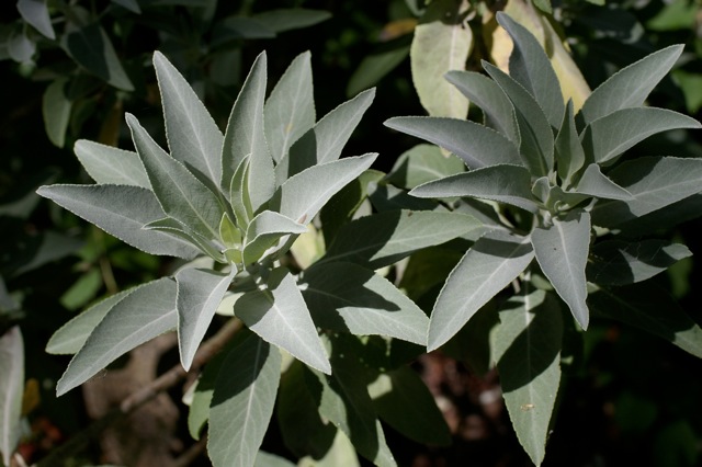 Salvia apiana - white sage