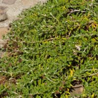Salvia mellifera 'Terra Seca' - black sage