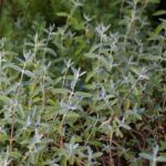 Salvia leucophylla 'Figueroa' - purple sage