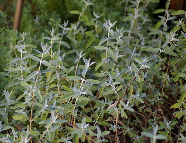 Salvia leucophylla 'Figueroa' - purple sage