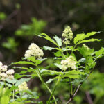 Sambucus racemosa - red elderberry