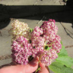 Sambucus racemosa 'Alamere Lavender' - red elderberry