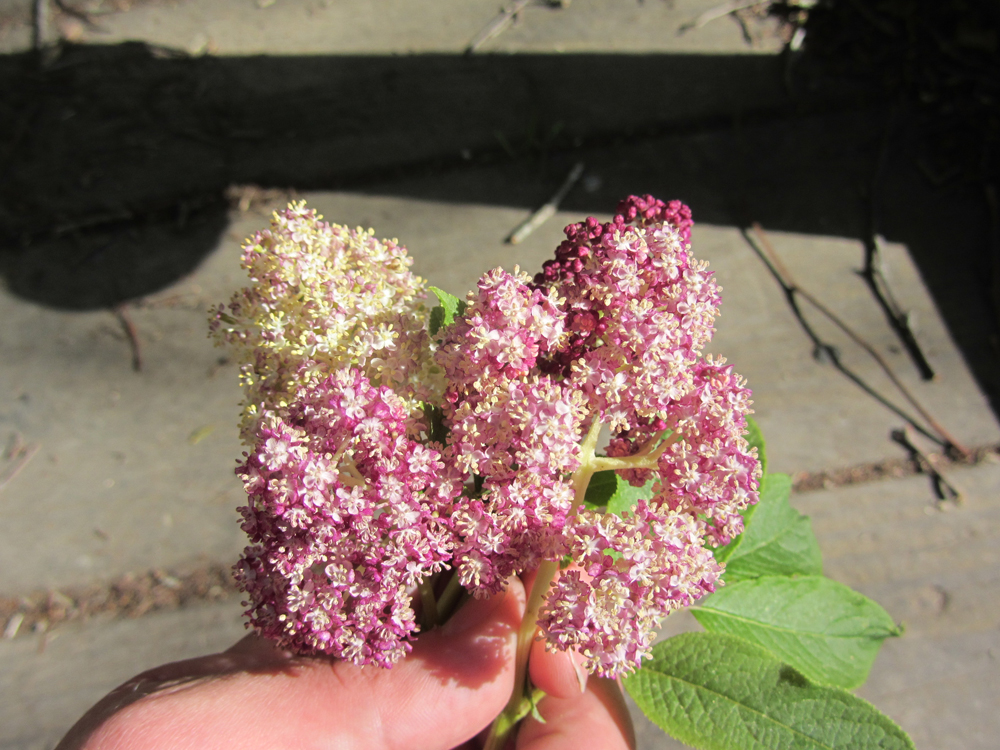 Sambucus racemosa 'Alamere Lavender' - red elderberry