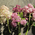 Sambucus racemosa 'Alamere Lavender' - red elderberry