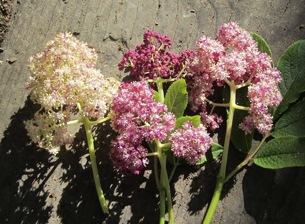 Sambucus racemosa 'Alamere Lavender' - red elderberry