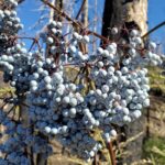 Sambucus mexicana (nigra ssp. caerulea) - blue elderberry, Mexican elderberry