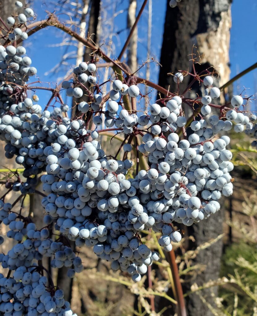 Sambucus mexicana (nigra ssp. caerulea) - blue elderberry, Mexican elderberry