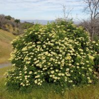 Sambucus mexicana (nigra ssp. caerulea)