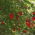 Sambucus racemosa - red elderberry