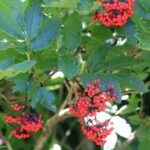 Sambucus racemosa - red elderberry